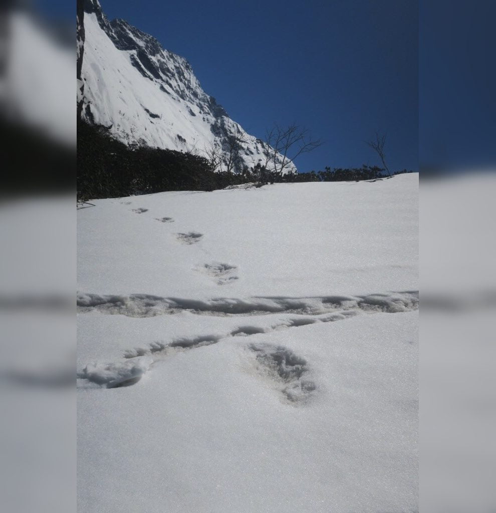 yeti image