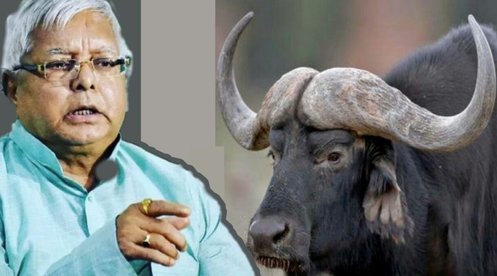 স্রেফ মোষের সিং পালিশেই খরচ হয়েছিল ১৬ লাখ টাকা। বিহারের পশু খাদ্য কেলেঙ্কারিতে নয়া তথ্য।