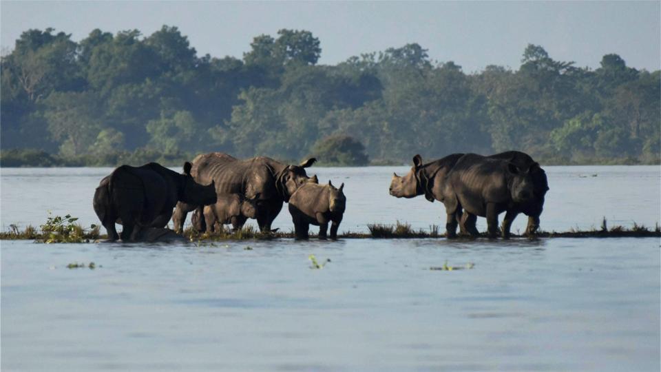 আসামে ভয়াবহ বন্যা পরিস্থিতি। কাজিরাঙার ৯০ শতাংশ জলের তলায়।