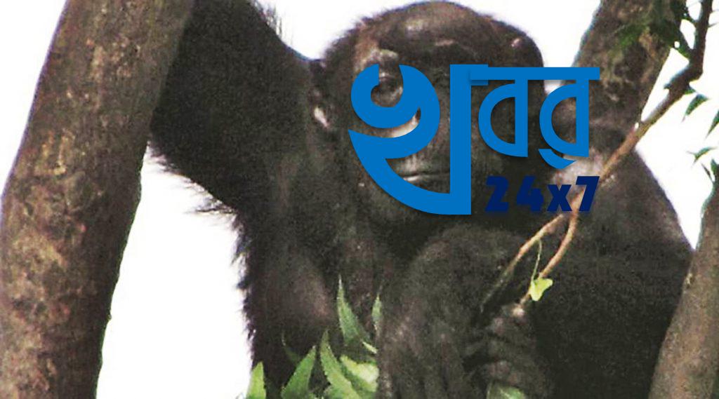চলে গেলো ভারতের তথা এশিয়ার প্রাচীনতম শিম্পাঞ্জি রিটা। চলে গেলো ভারতের তথা এশিয়ার প্রাচীনতম শিম্পাঞ্জি রিটা।
