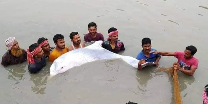 বসিরহাট সংলগ্ন ইছামতি নদীতে দেখা মিলল বিরল প্রজাতির ৮০ কেজি ওজনের সাদা ডলফিন বসিরহাট সংলগ্ন ইছামতি নদীতে দেখা মিলল বিরল প্রজাতির ৮০ কেজি ওজনের সাদা ডলফিন