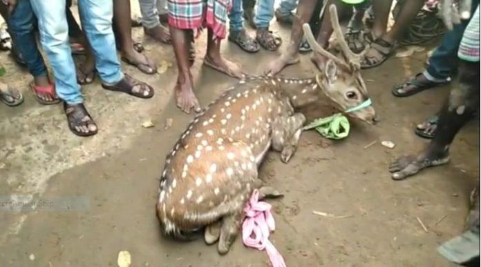 হরিণ উদ্ধার হলো বাঁকুড়ায় সর্ষের ক্ষেত থেকে হরিণ উদ্ধার হলো বাঁকুড়ায় সর্ষের ক্ষেত থেকে