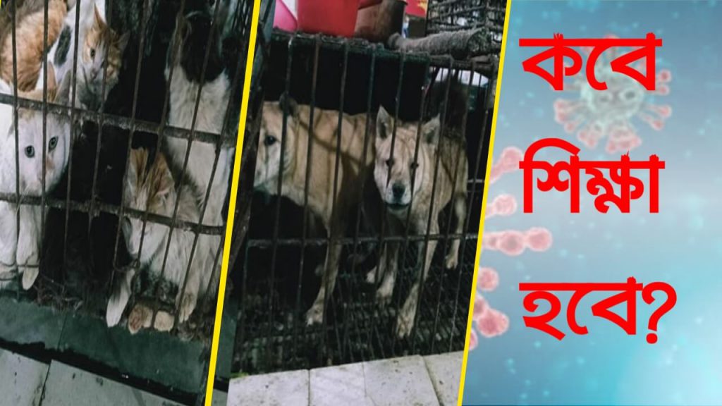 চীনে আবার বিক্রি হচ্ছে বাদুড়ের স্যুপ, কুকুর বিড়ালের মাংস