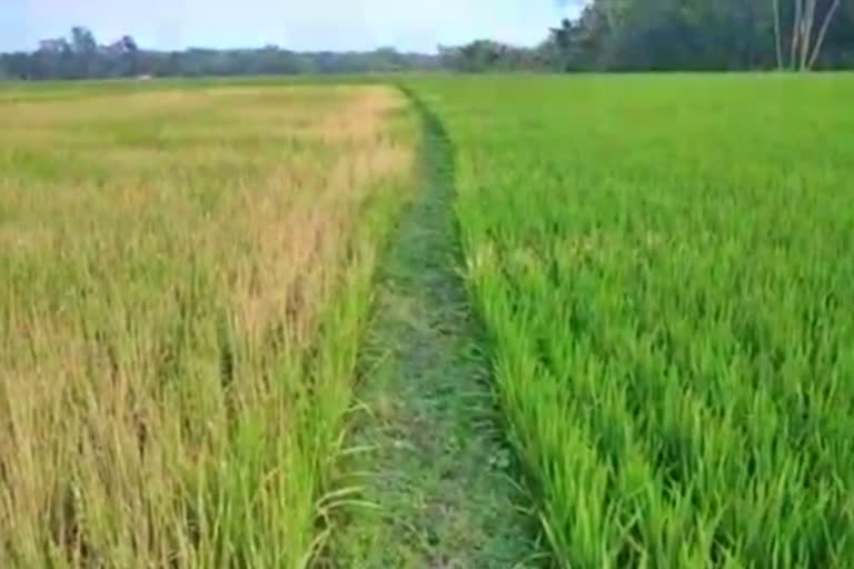 বিজেপিতে যোগদানের মাশুল দিলেন পটাশপুরের কৃষক: জমির ফসল নষ্টের অভিযোগ শাসকের বিরুদ্ধে