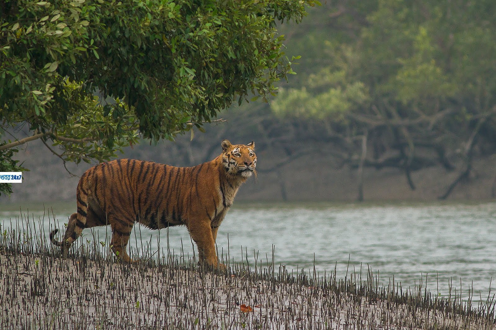 Sundarban Royal Bengal Tiger