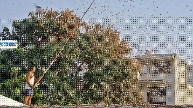 locusts পঙ্গপাল Pangapal