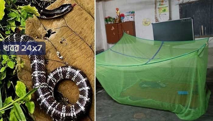 করোনার চিকিৎসার মাঝেই সর্প দংশন, কোয়ারেন্টিন সেন্টারে সাপের কামড়ে গাফিলতির অভিযোগ করোনার চিকিৎসার মাঝেই সর্প দংশন, কোয়ারেন্টিন সেন্টারে সাপের কামড়ে গাফিলতির অভিযোগ