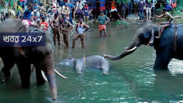 কেরালায় গর্ভবতী হাতি খুনের অভিযোগে গ্রেফতার দুই, আরও কয়েকজনকে ধরা হবে জানালেন বনমন্ত্রী কেরালায় গর্ভবতী হাতি খুনের অভিযোগে গ্রেফতার দুই, আরও কয়েকজনকে ধরা হবে জানালেন বনমন্ত্রী