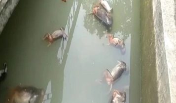 আনারসের পর কি এবার বিষ? কেরলের পর এবার অসমে ১৩টি বাঁদরের মৃতদেহ মিলল জলে