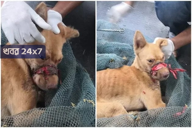 ডাকার অপরাধে দুই সপ্তাহ ধরে শক্ত টেপ দিয়ে মুখ বাঁধা রইল পোষা সারমেয়র, কেরলে ফের প্রকাশ্যে পশু নির্যাতনের চিত্র ডাকার অপরাধে দুই সপ্তাহ ধরে শক্ত টেপ দিয়ে মুখ বাঁধা রইল পোষা সারমেয়র, কেরলে ফের প্রকাশ্যে পশু নির্যাতনের চিত্র