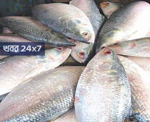 hilsa