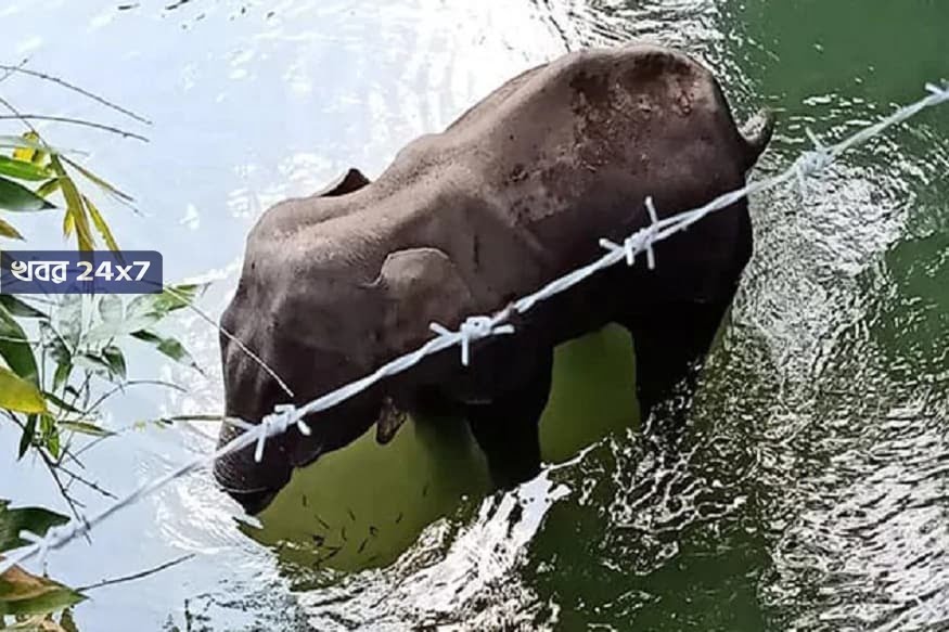 kerala elephant