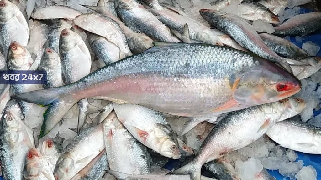 পুজোর আগে পেট্রাপোলে ঢুকল পদ্মার ইলিশ, প্রথম দফায় এলো ৩৮ মেট্রিক টন পুজোর আগে পেট্রাপোলে ঢুকল পদ্মার ইলিশ, প্রথম দফায় এলো ৩৮ মেট্রিক টন