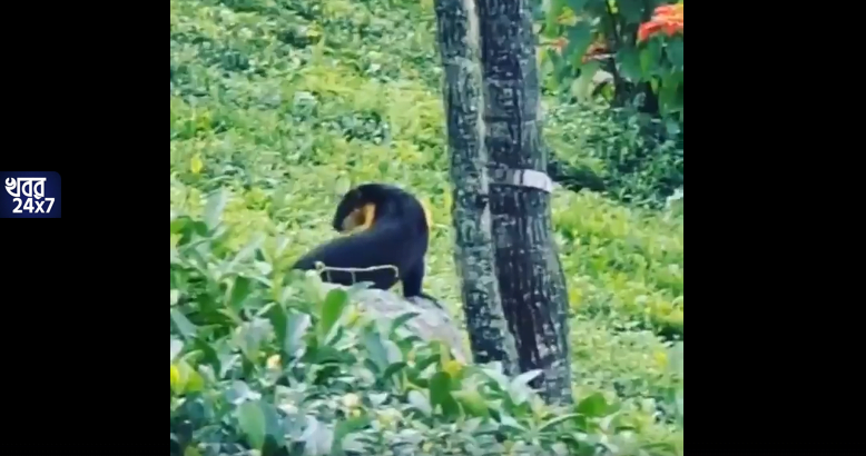 দক্ষিণ ভারতে দেখা মিলল এক অদ্ভুত প্রাণীর, মুহূর্তেই ভিডিও ভাইরাল দক্ষিণ ভারতে দেখা মিলল এক অদ্ভুত প্রাণীর, মুহূর্তেই ভিডিও ভাইরাল