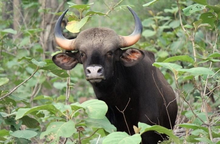 bison