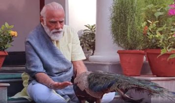মোদীর কাছে নির্ভয়ে ঘুরছে ময়ূর, প্রধানমন্ত্রীর জীবপ্রেমে উচ্ছ্বসিত সাধারণ মানুষ