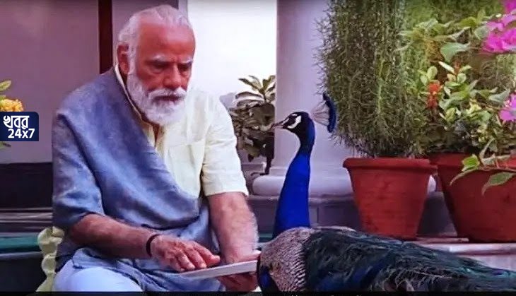 মোদীর কাছে নির্ভয়ে ঘুরছে ময়ূর, প্রধানমন্ত্রীর জীবপ্রেমে উচ্ছ্বসিত সাধারণ মানুষ