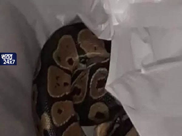 python in washing machine