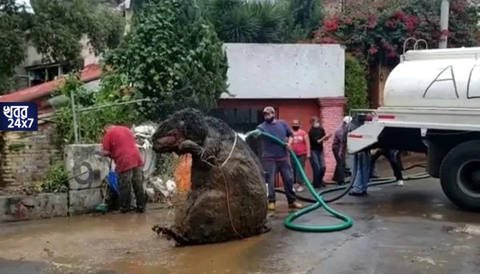 big rat