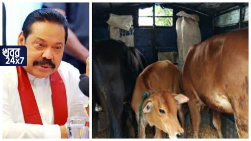 শ্রীলঙ্কায় নিষিদ্ধ হ‌ওয়ার পথে গো-হত্যা! এমনটাই নির্দেশ দিয়েছে শ্রীলঙ্কার শাসক দল!