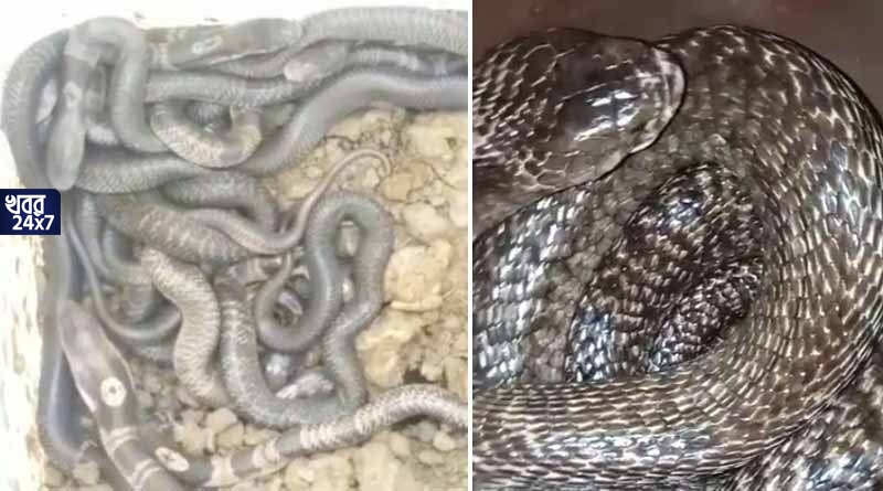 নিজেদের অজান্তেই কেউটের সঙ্গে সংসার! বাড়ি থেকে অযাচিত অতিথি হিসেবে উদ্ধার ২৭টি কেউটে! নিজেদের অজান্তেই কেউটের সঙ্গে সংসার! বাড়ি থেকে অযাচিত অতিথি হিসেবে উদ্ধার ২৭টি কেউটে!