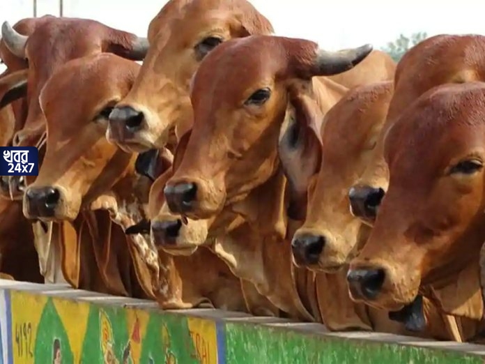 beef, consumption, Assam, banned, Himant Biswa Sharma, cabinet meeting