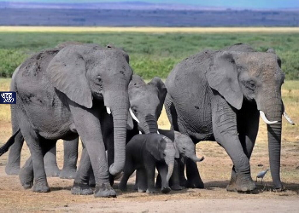 elephant