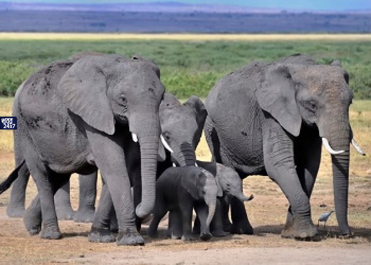 elephant
