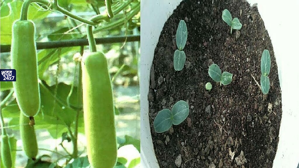 বাড়ির টবে লাউ চাষ করতে চান? জেনে নিন সহজ পদ্ধতি বাড়ির টবে লাউ চাষ করতে চান? জেনে নিন সহজ পদ্ধতি