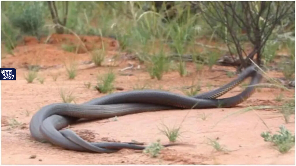 Venomous Snake Fight: চলছে মন জেতার হাড্ডাহাড্ডি লড়াই, শেষ পর্যন্ত জয় হল কার?