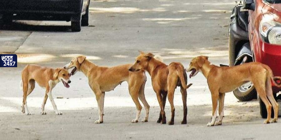 stray dogs, bites, increasing, India, vaccination, Health Department