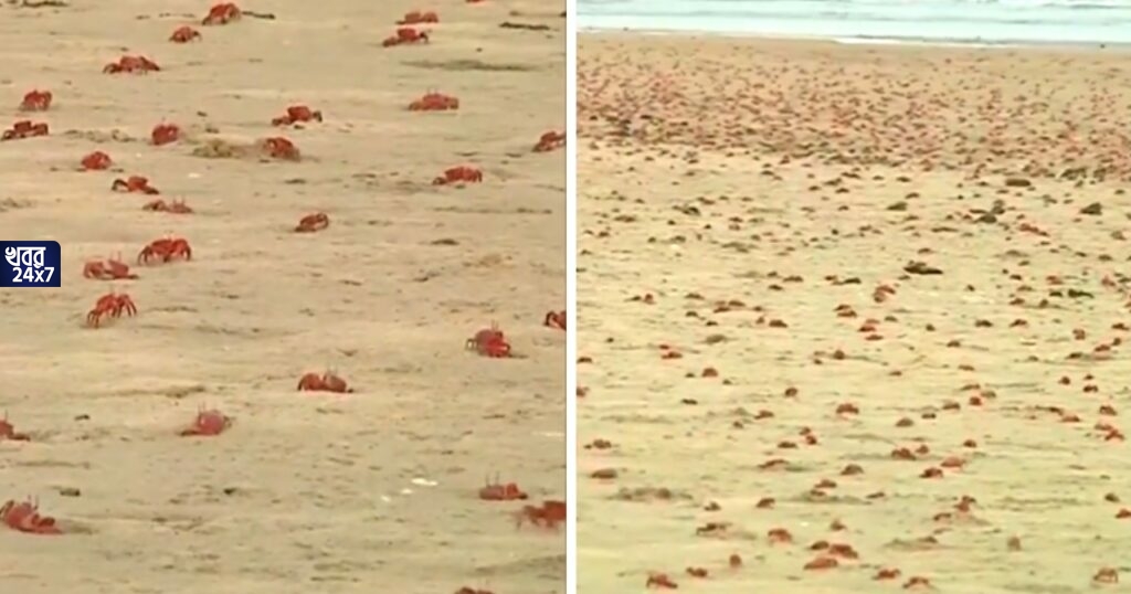 এ এক অন্য দৃশ্য! পর্যটকহীন তাজপুরের সমুদ্রসৈকতে থিকথিক করছে লাল কাঁকড়া