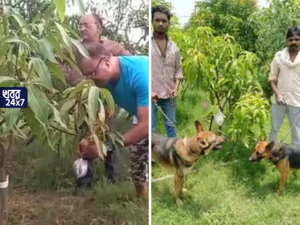 বিশ্বের সবচেয়ে দামী আম পাহারায় ৪ নিরাপত্তারক্ষী, ৬ শিকারি কুকুর, দাম শুনলে চোখ কপালে উঠবে বিশ্বের সবচেয়ে দামী আম পাহারায় ৪ নিরাপত্তারক্ষী, ৬ শিকারি কুকুর, দাম শুনলে চোখ কপালে উঠবে
