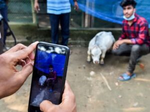 কোথায় সামাজিক দুরত্ব, লকডাউন শিকেয় তুলে বামন গরুকে দেখতে বাংলাদেশের মানুষের জমায়েত
