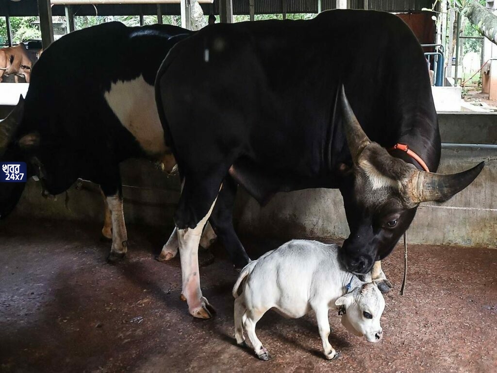 কোথায় সামাজিক দুরত্ব, লকডাউন শিকেয় তুলে বামন গরুকে দেখতে বাংলাদেশের মানুষের জমায়েত