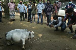 কোথায় সামাজিক দুরত্ব, লকডাউন শিকেয় তুলে বামন গরুকে দেখতে বাংলাদেশের মানুষের জমায়েত