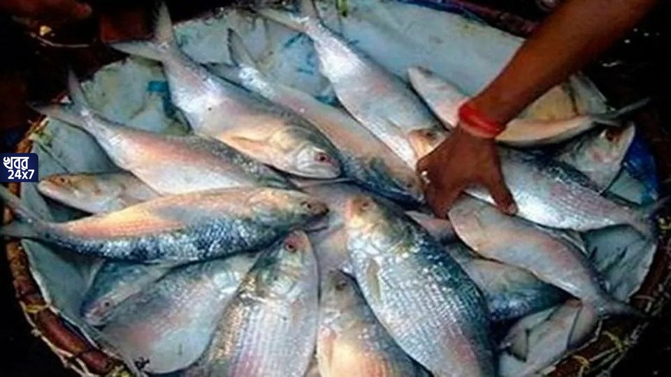 পেল্লাই সাইজের ইলিশ ঢুকল ডায়মন্ড হারবারের মাছের আড়তে, ওজন দেড় কেজিরও বেশি, আশাবাদী আড়তদাররা পেল্লাই সাইজের ইলিশ ঢুকল ডায়মন্ড হারবারের মাছের আড়তে, ওজন দেড় কেজিরও বেশি, আশাবাদী আড়তদাররা