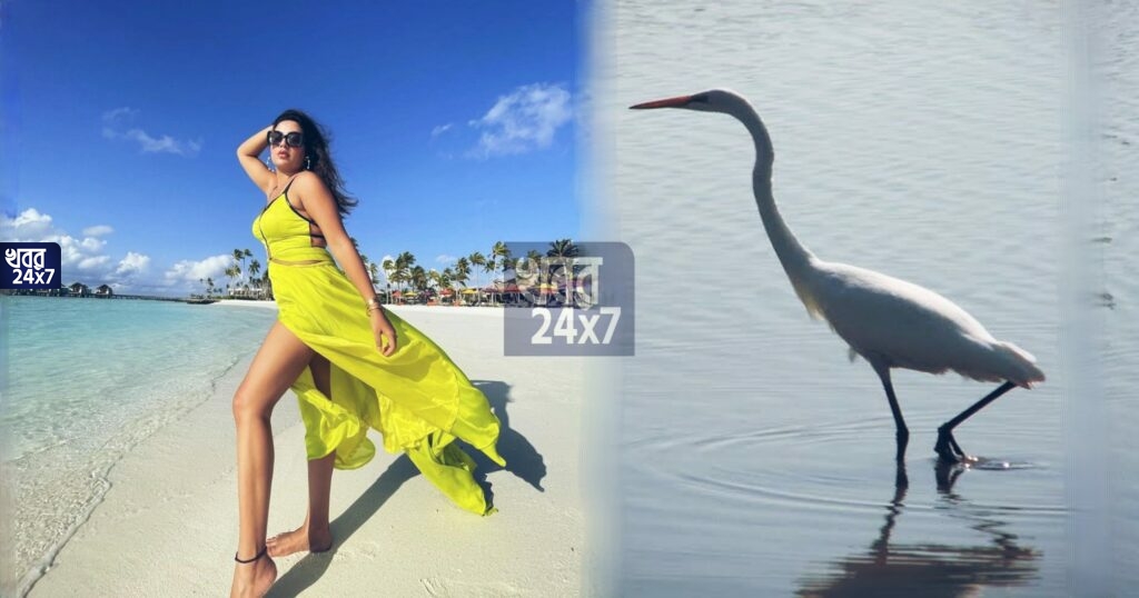 'বকের মতো ঠ্যাং বার করে আছেন কেন?' হাই স্লিট গাউন পরে ছবি দিয়ে তীব্র ট্রোলের শিকার শুভশ্রী! 'বকের মতো ঠ্যাং বার করে আছেন কেন?' হাই স্লিট গাউন পরে ছবি দিয়ে তীব্র ট্রোলের শিকার শুভশ্রী!