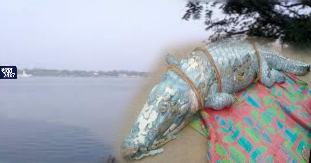 কী? শ্রীরামপুর গঙ্গার ঘাটে কুমির? ব্যাপক হইচই এলাকায়