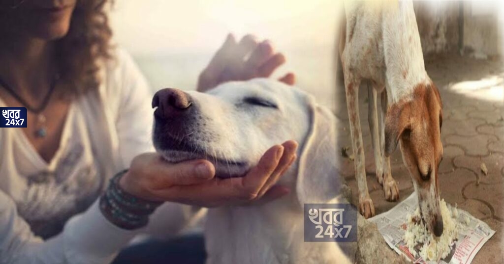 আজব তো! রাস্তার কুকুর কে খেতে দেন বলে ৮ লক্ষ টাকা জরিমানা করা হলো এই মহিলাকে