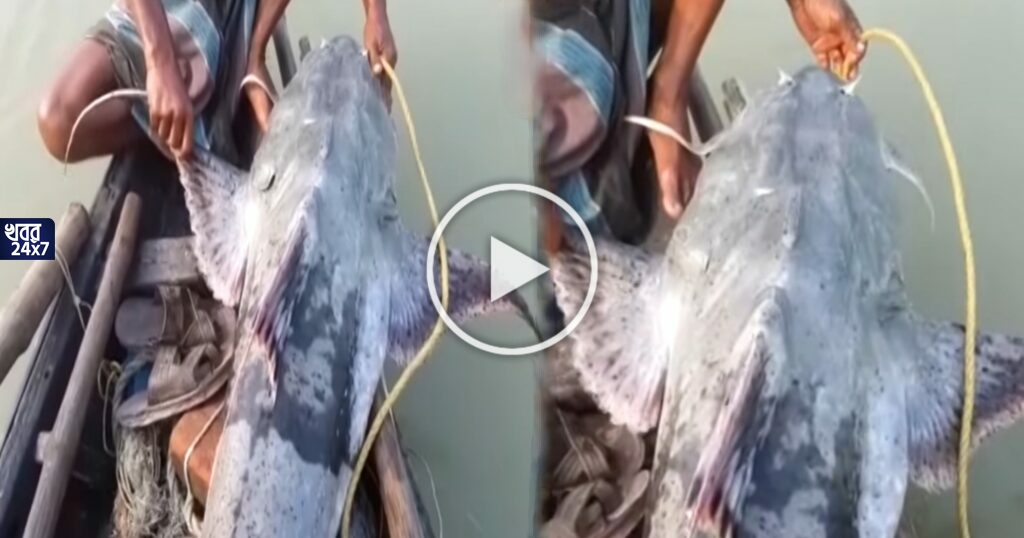 ভাগ্যের চাকা ঘুরে গেল জাল ফেলতেই, ত্রিশ বছর পর ফের ঘটল সেই ঘটনা, ভাগীরথীর বুকে ধরা পড়ল ৫০ কেজি ওজনের মিলিটারি মাছ ভাগ্যের চাকা ঘুরে গেল জাল ফেলতেই, ত্রিশ বছর পর ফের ঘটল সেই ঘটনা, ভাগীরথীর বুকে ধরা পড়ল ৫০ কেজি ওজনের মিলিটারি মাছ