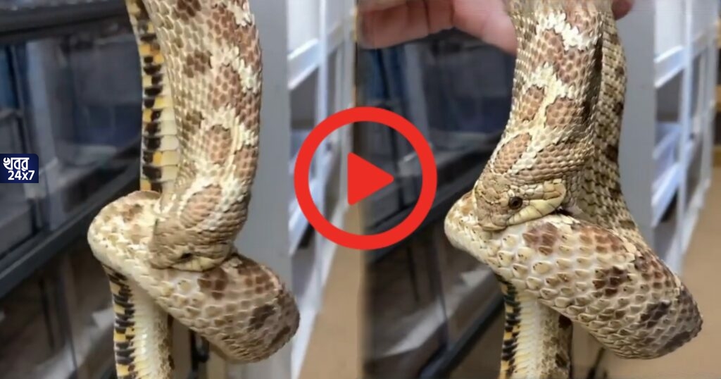 Viral Video: নিজেই নিজেকে গিলে খেয়ে ফেলছে সাপ! দেখুন অবাক করা ভিডিও