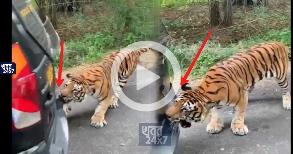 পর্যটক ভরা গাড়ি টেনে পিছনের দিকে নিয়ে যাচ্ছে বাঘ! প্রকাশ্যে এল সাফারি পার্কের শিউরে ওঠার মত ভিডিও