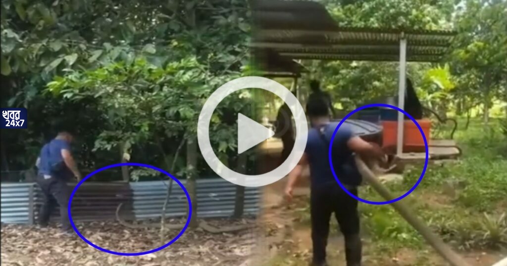 Viral Video: ১৫ফুট লম্বা কিং কোবরা সাপকে ধরতে গিয়ে যা হল তা দেখে শিউরে উঠবেন আপনি!