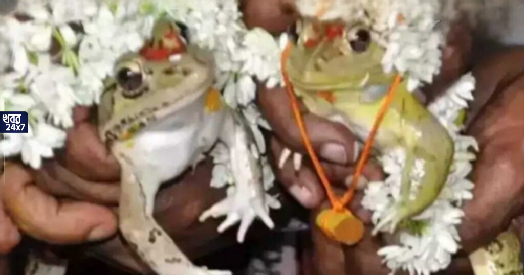 অদ্ভুত বিয়েবাড়ি! বৃষ্টির আশায় ব্যাঙের বিয়ে দিলেন গ্রামবাসীরা! ২০২২ সালে দাঁড়িয়ে এও সম্ভব, হতবাক নেটবাসীরা