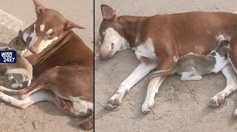 বিড়ালের মা হ'ল পথকুকুর! রাস্তায় সেই বিড়ালছানাকে জড়িয়ে শুয়ে আছেন কুকুরটি,' অবিশ্বাস্য' বলছেন নেটিজেনরা বিড়ালের মা হ'ল পথকুকুর! রাস্তায় সেই বিড়ালছানাকে জড়িয়ে শুয়ে আছেন কুকুরটি,' অবিশ্বাস্য' বলছেন নেটিজেনরা