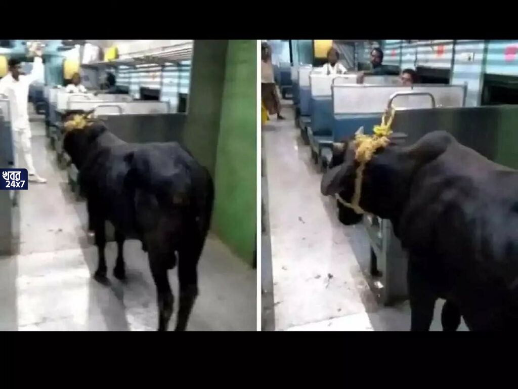 ট্রেনের কামরায় আস্ত বড় কালো ষাঁড়! ভয়ে কামরার এককোনে চলে গেছেন যাত্রীরা, ভাইরাল সেই ভিডিও