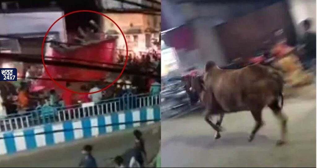 দুর্গাপুজোর কার্নিভালে ঘটল বিপত্তি, গাড়ি ছেড়ে ছুটল ষাঁড়, ষাঁড়ের গুঁতোয় মৃত্যু বৃদ্ধের, আহত একাধিক