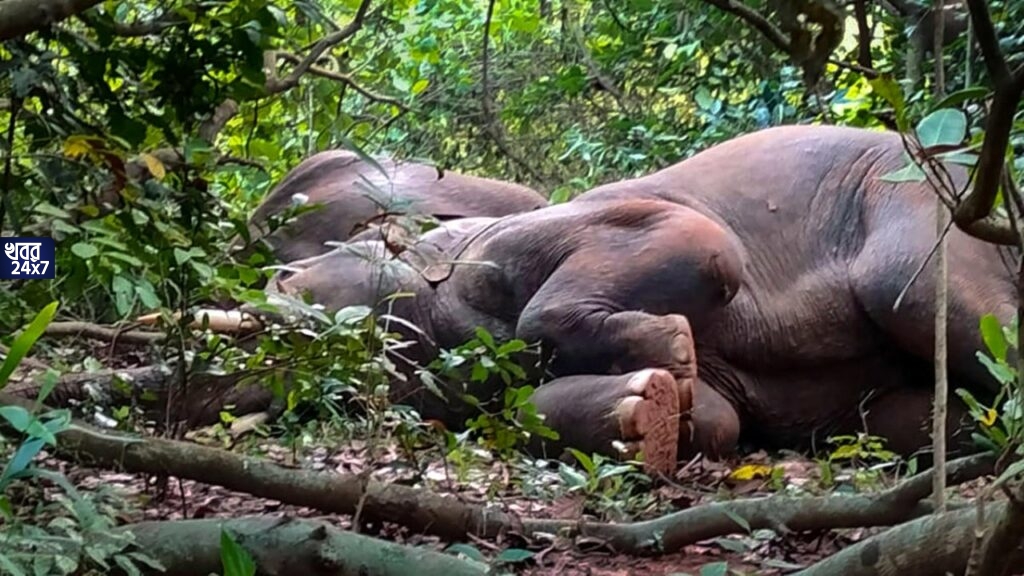 চারদিকে ছড়িয়ে ভাঙা হাঁড়ি, মহুয়া খেয়ে নেশায় মত্ত হাতির পাল, ঘুম ভাঙাতে ডাক পড়ল বনদফতরে চারদিকে ছড়িয়ে ভাঙা হাঁড়ি, মহুয়া খেয়ে নেশায় মত্ত হাতির পাল, ঘুম ভাঙাতে ডাক পড়ল বনদফতরে