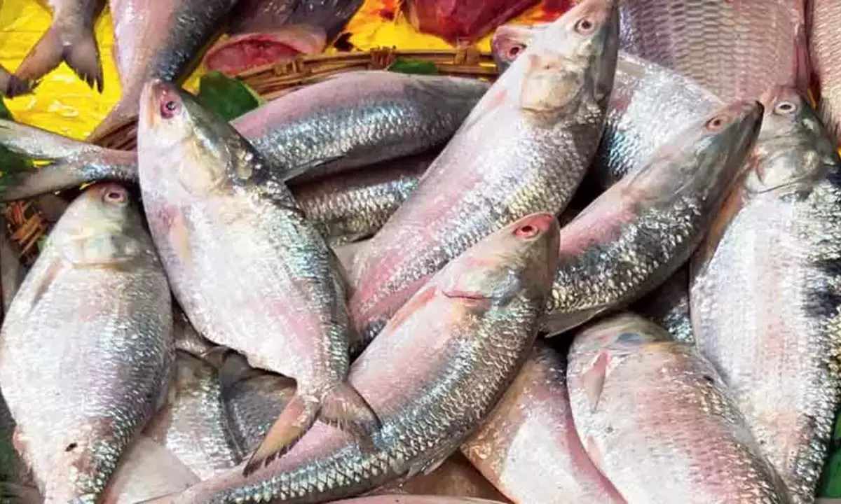 Hilsa fish, Favorable weather, fishermen, sea, fishing, মৎস্যজীবী, ইলিশ মাছ, আবহাওয়া